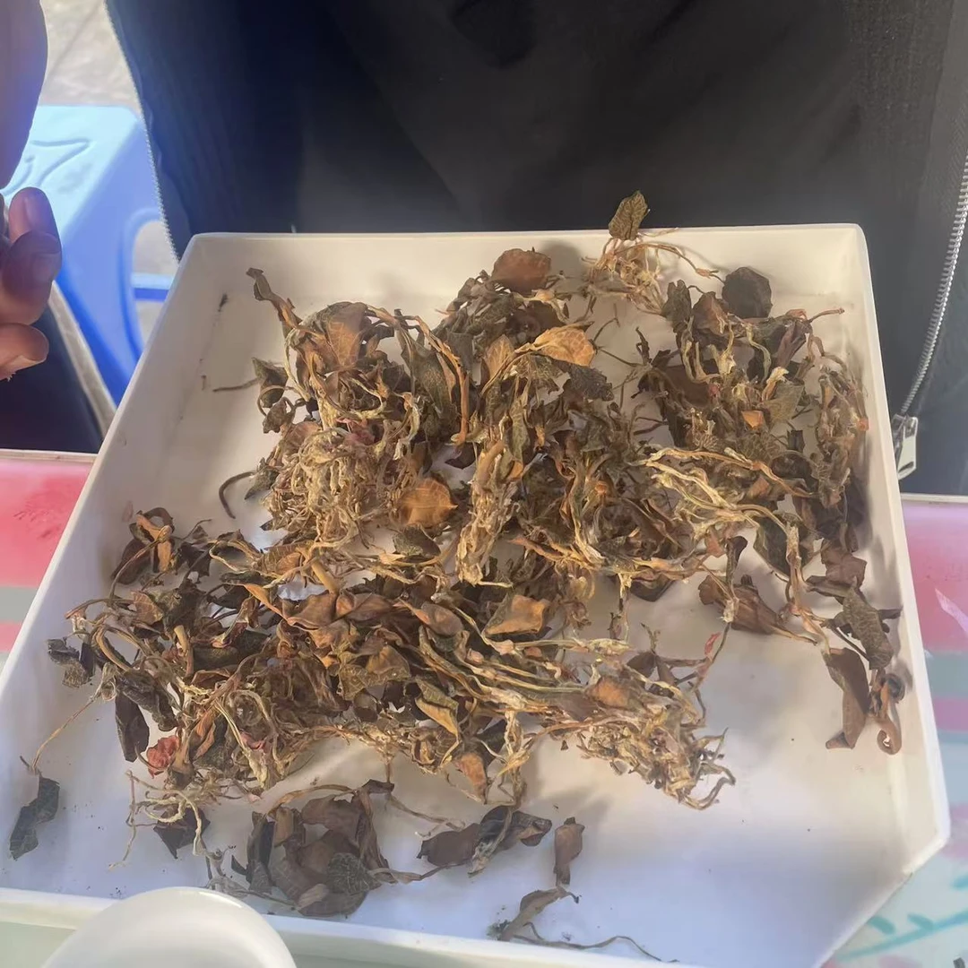 【鑫说】代用茶---金线莲