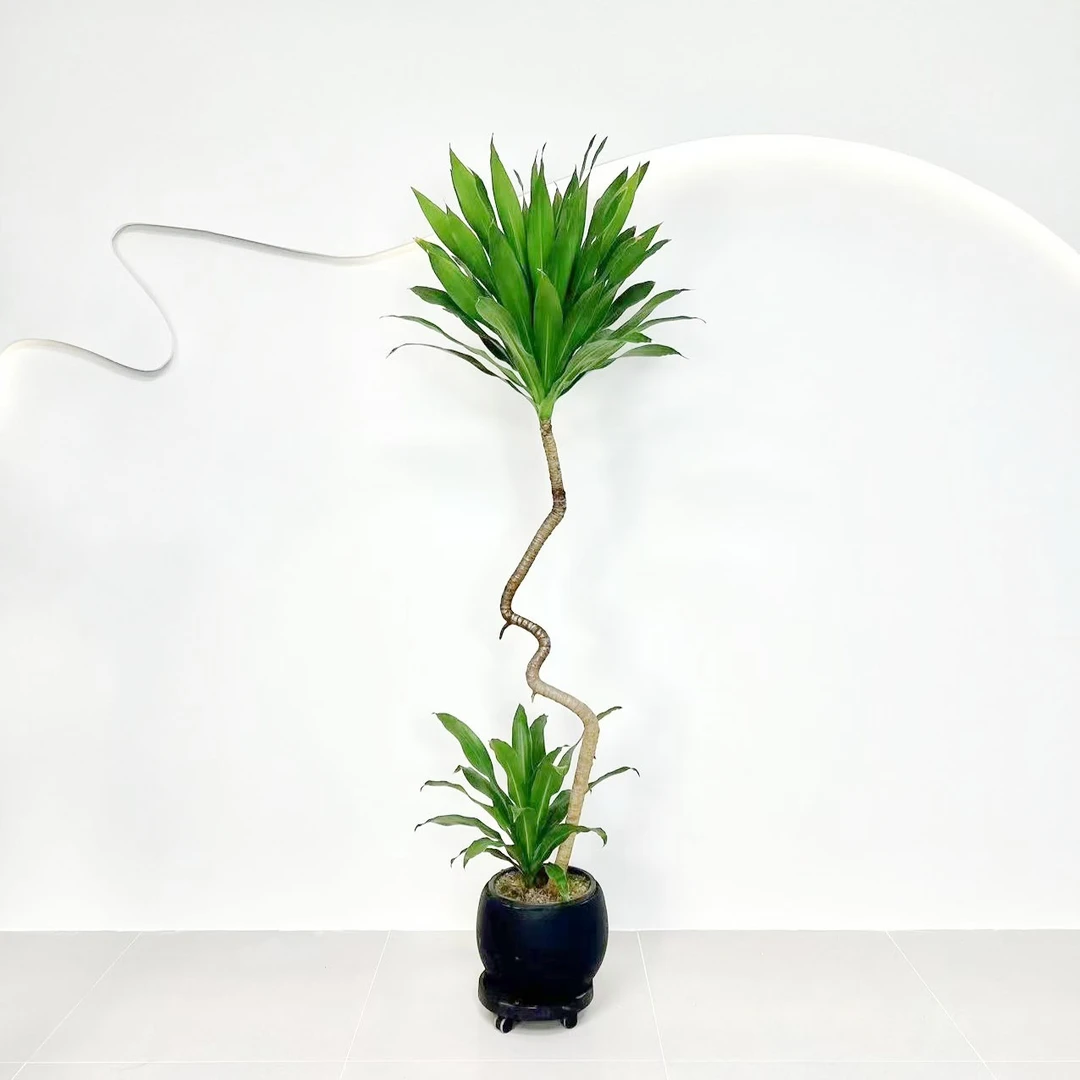 荷花铁造型老桩美观大气除甲醛净化空气室内大型鲜活绿植盆栽好养