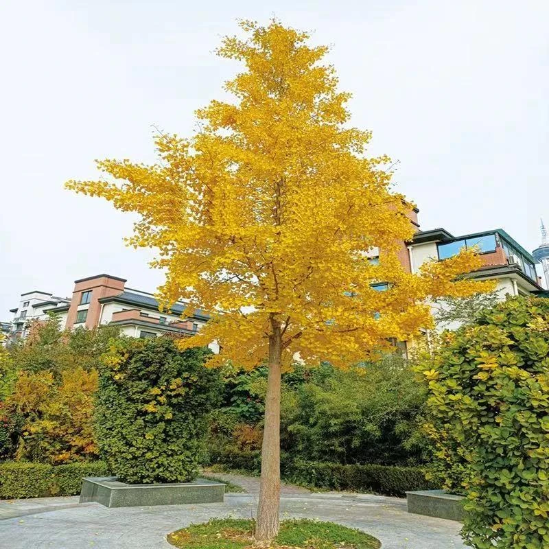 1银杏树苗南北方庭院种植白果苗占地绿化苗木行道树耐寒银杏绿化