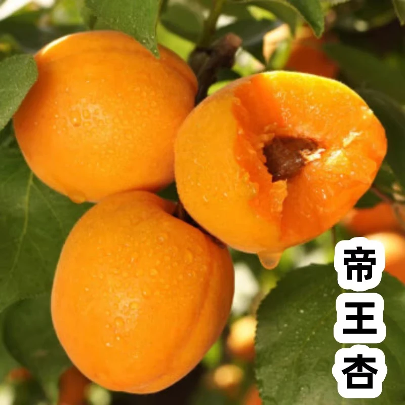 1杏树果苗嫁接特大杏树苗帝王杏树苗盆栽地栽抗旱抗寒当年结果