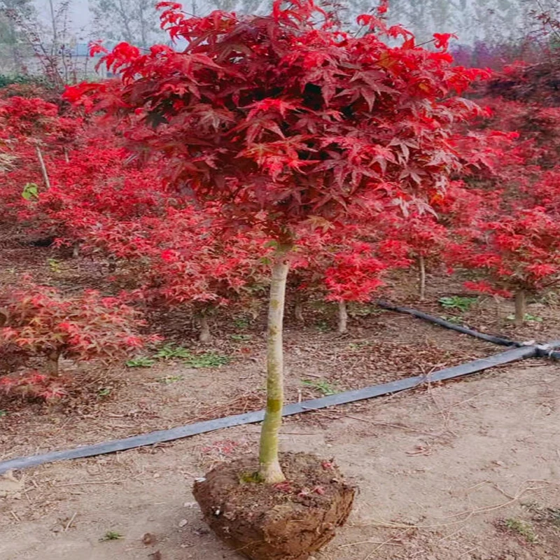 1日本红枫树苗红舞姬四季中国红枫庭院植物室外别墅绿化风景树耐