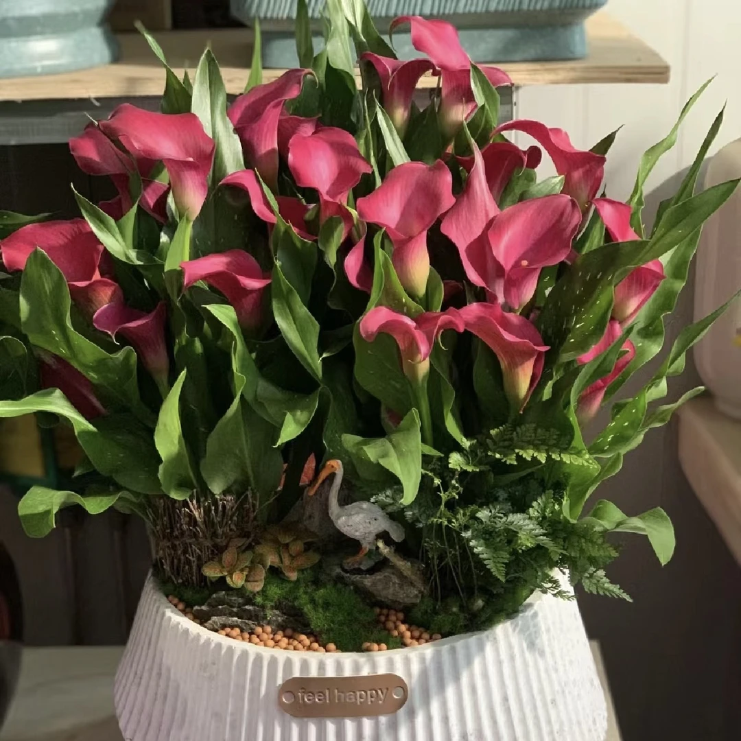 进口彩色马蹄莲盆栽花苗室内高档花卉全部带花发货花期长达半年