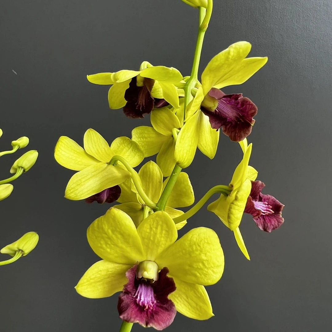 金童秋石斛盆栽兰花 阳台客厅办公室窗台室内外好养护