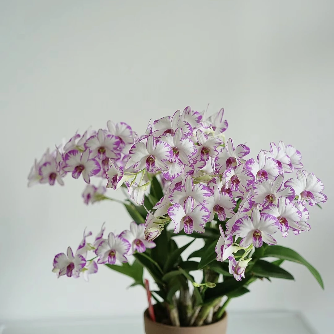 泼墨秋石斛盆栽兰花 阳台客厅办公室窗台室内外好养护