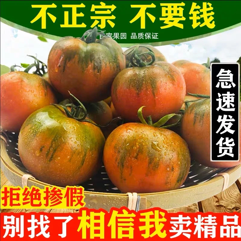 东北铁皮柿子 绿腚柿子 现摘现西红柿新鲜自然熟3斤5斤起顺丰包邮
