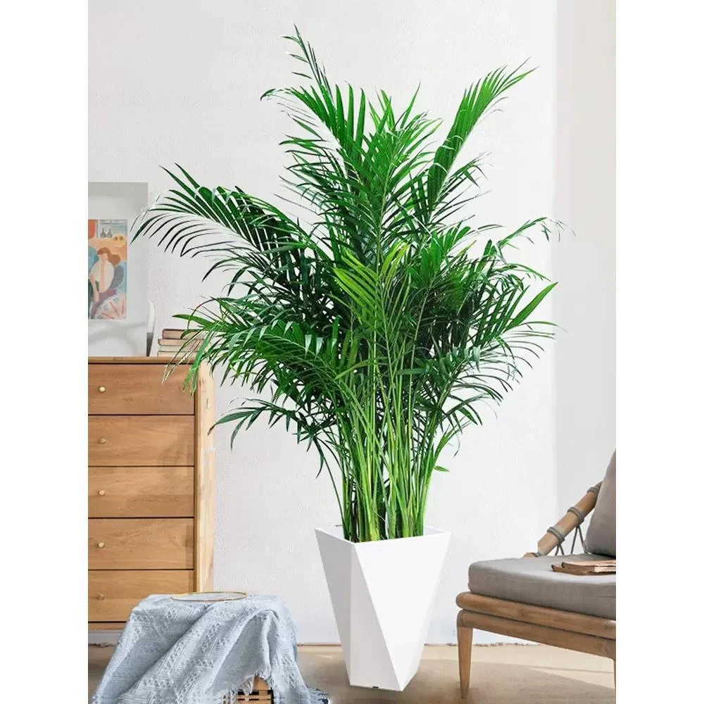 【春泥专属】1.1-1.2米富贵椰子散尾葵大型绿植室内客厅好养活