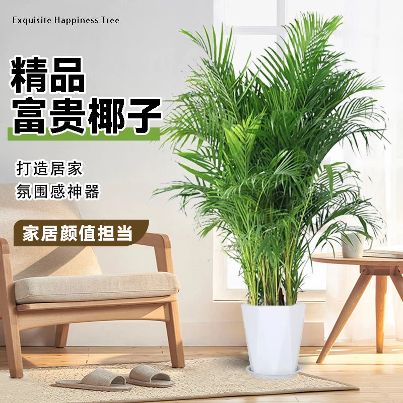 【早安专属】90-100cm富贵椰子散尾葵大型绿植室内客厅办公室好养活