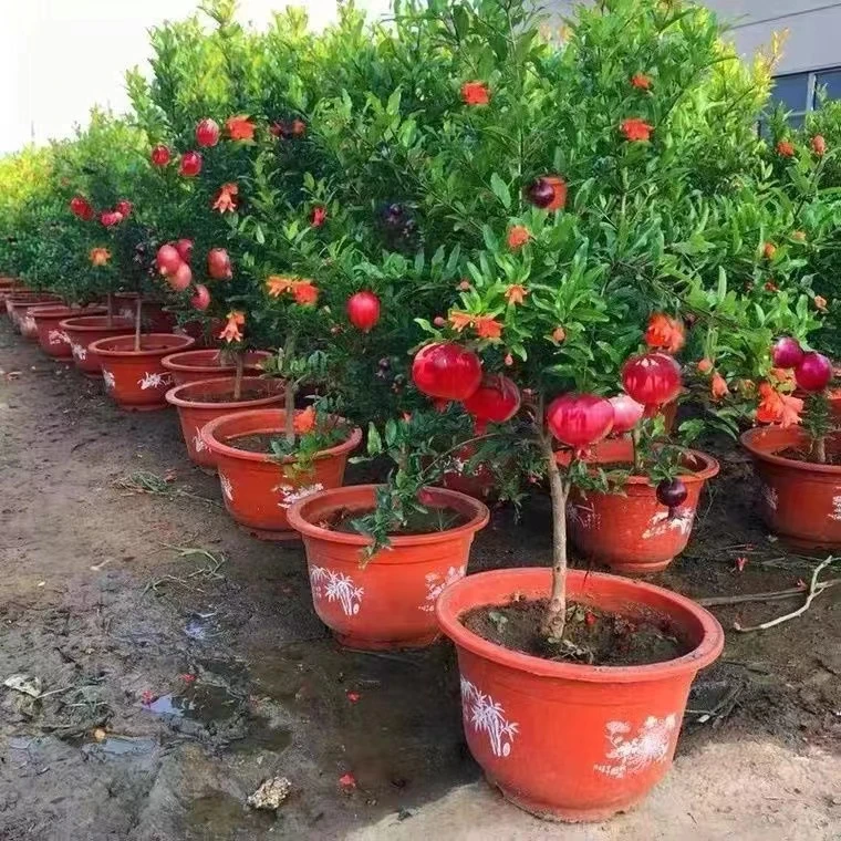 【一物一拍】石榴树苗大果紫玉甜石榴盆栽地栽南北方种植带花苞发货
