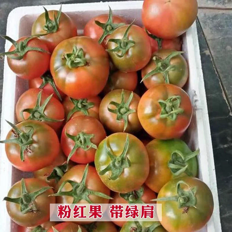 草莓番茄种子东北铁皮柿子甜大番茄春秋冬四季籽阳台蔬菜种孑