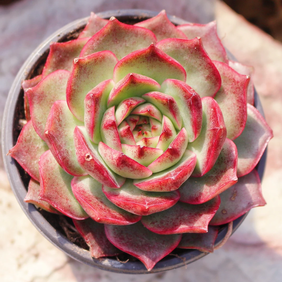 A97 红妆：花樱杂水晶玫瑰 多肉植物