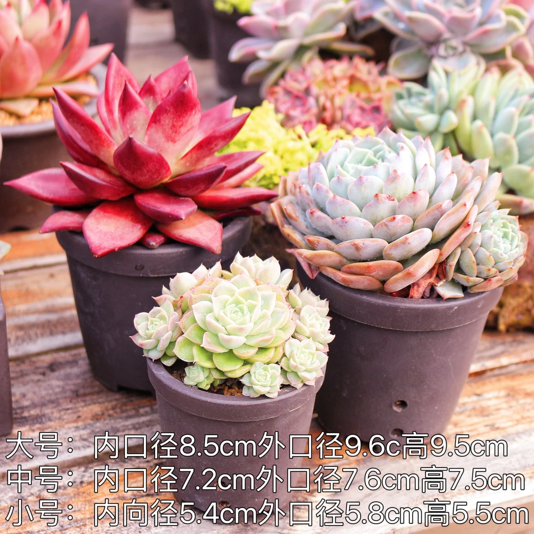 多肉控色控型花盆 控色控型