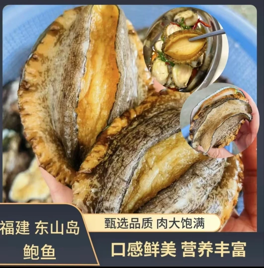 【福利】 新鲜活冻大鲍鱼12-15头/斤 福建东山岛发货坏单包赔