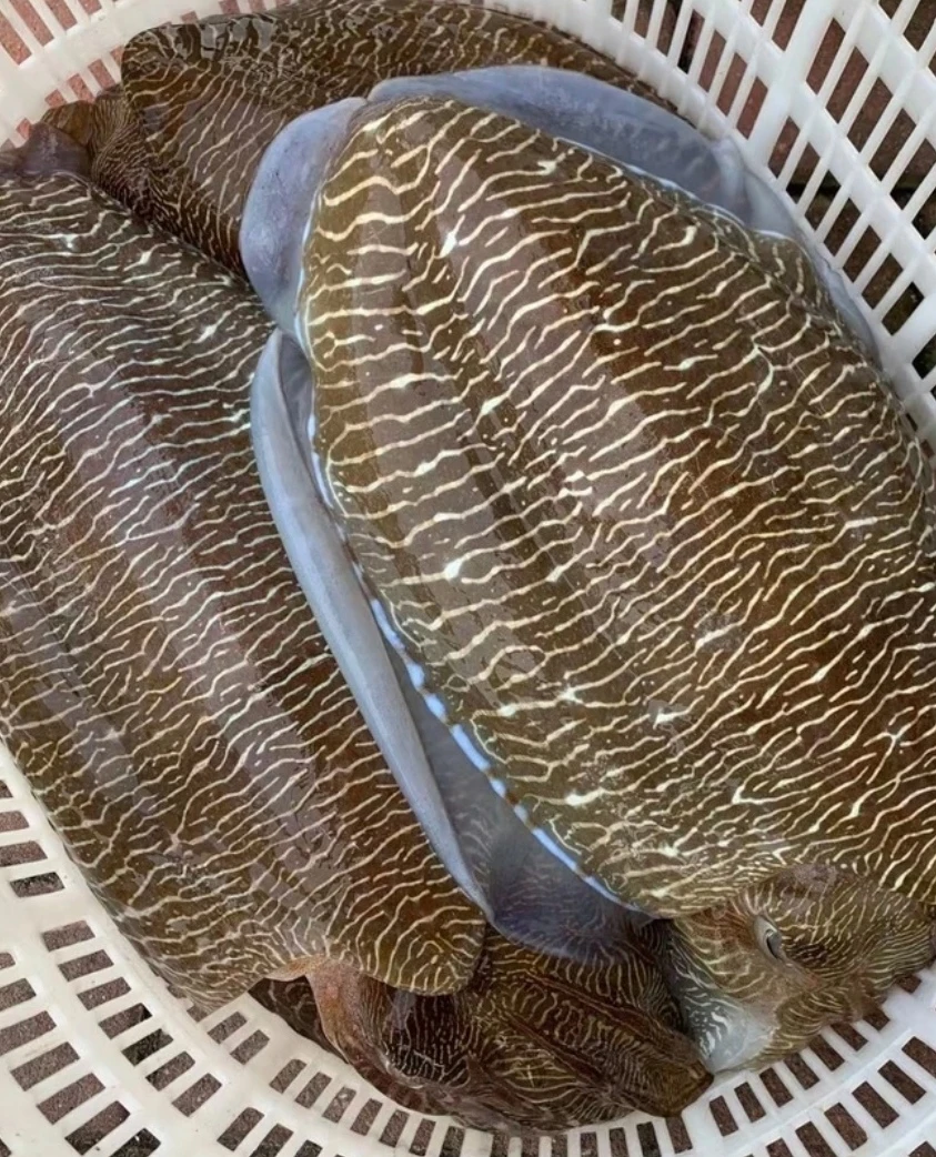 北海墨鱼5斤包邮