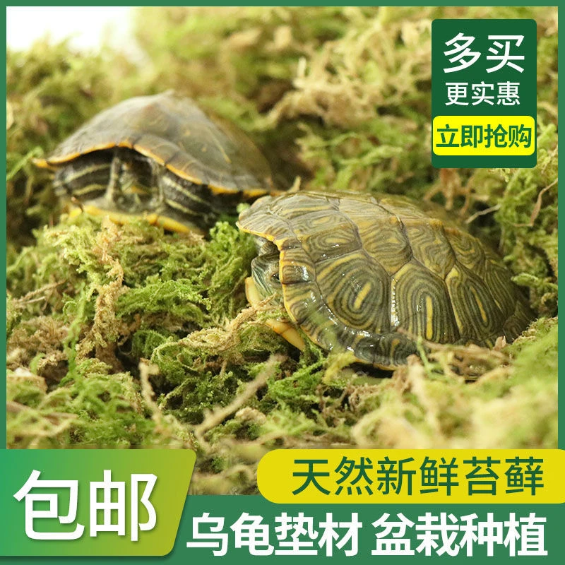 乌龟冬眠垫材摆摊无菌蜗牛蜘蛛蝎子角蛙陆龟冬眠保暖保湿爬虫专用