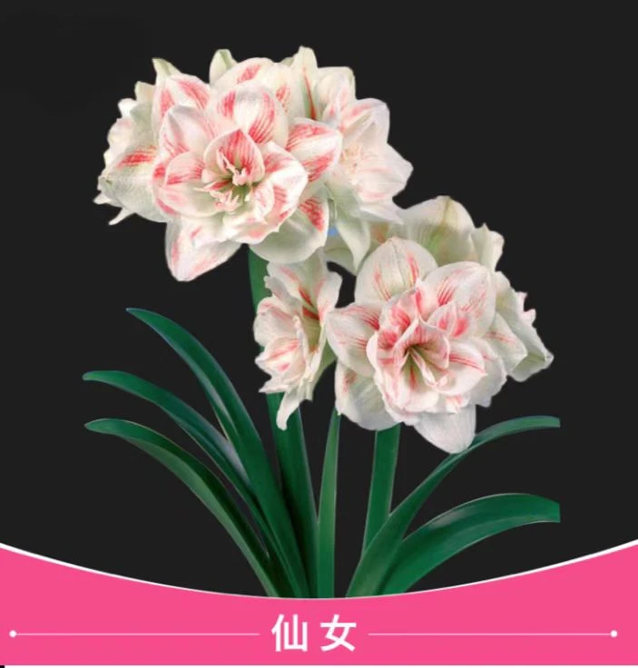 仙女尼弗 根干 黄叶 无售后