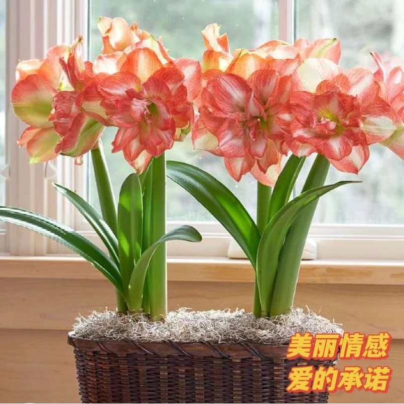 花语花芯 朱顶红 美丽情感