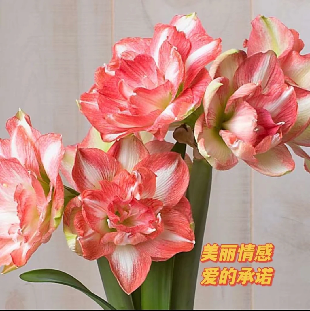 美丽情感 心花怒放朱顶红