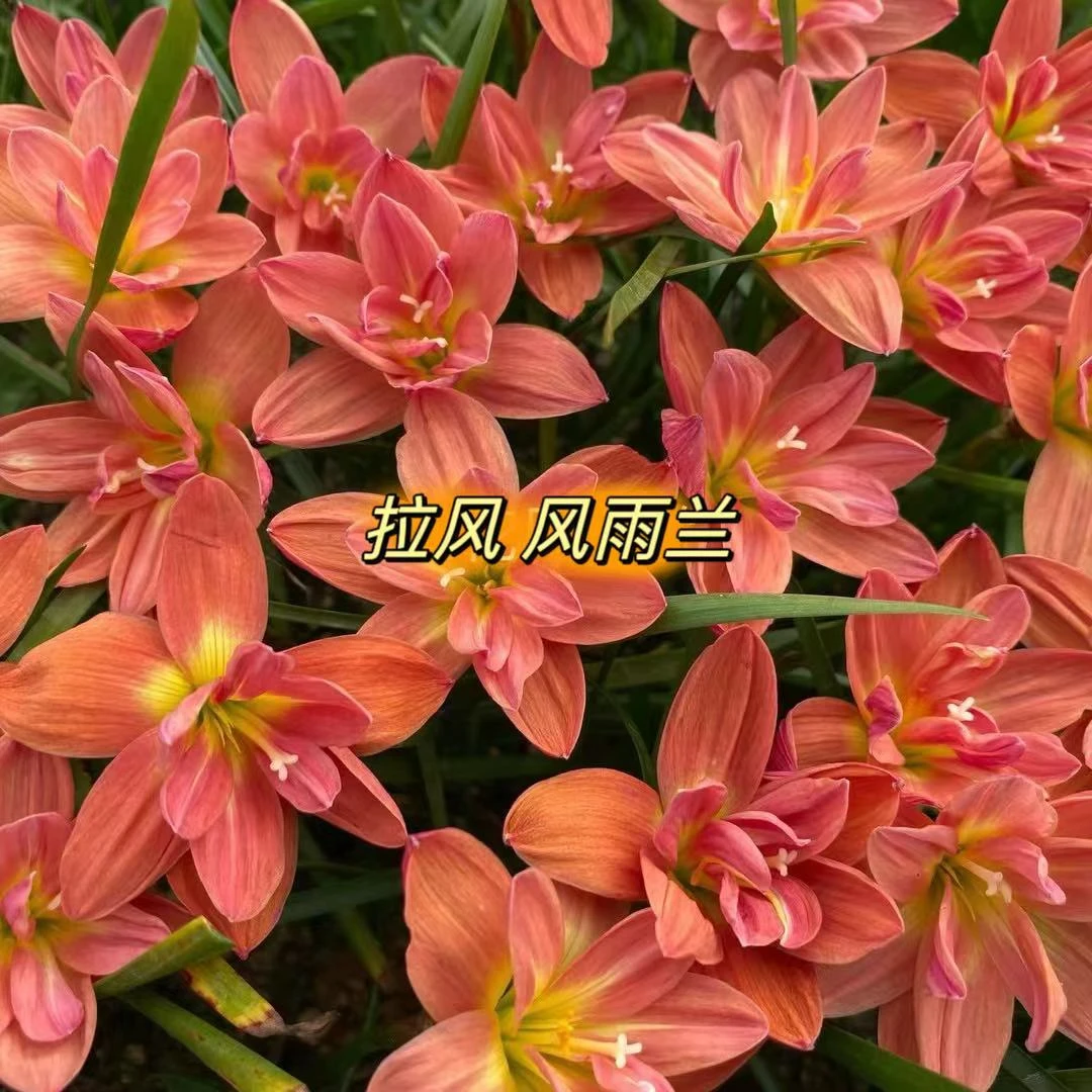 拉风      风雨兰