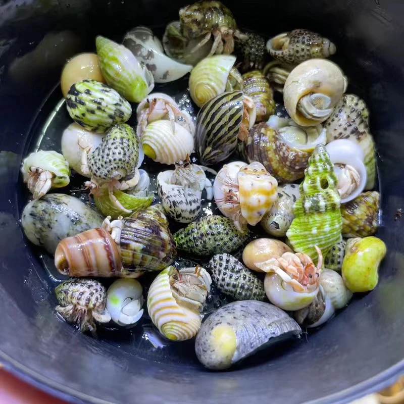 大豆子 专拍链接