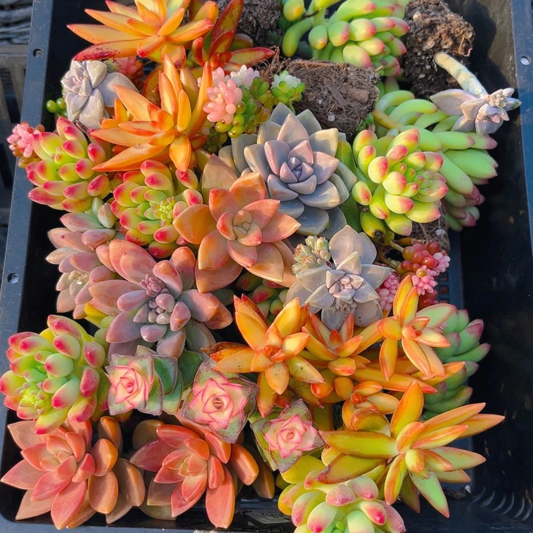 【闪购商品】006量拍开播福利