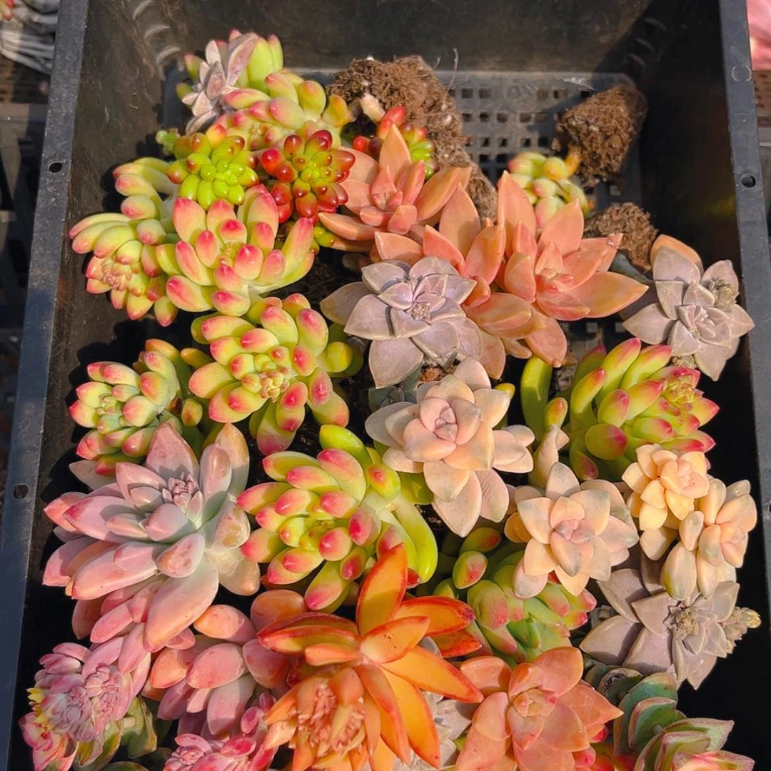 【闪购商品】001开播福利量拍