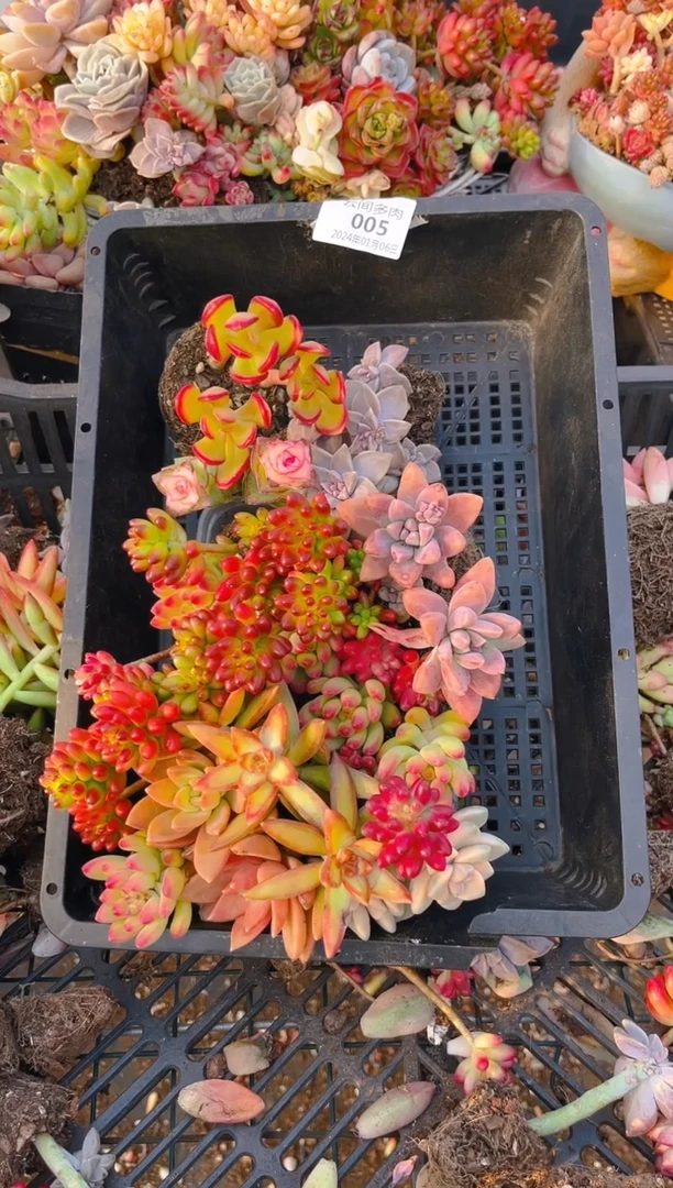 【闪购商品】005组合