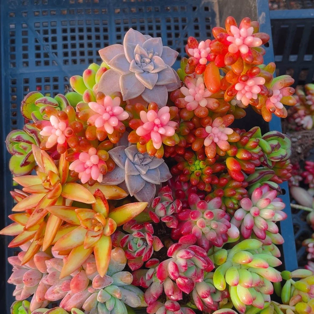 【闪购商品】004不售后量拍