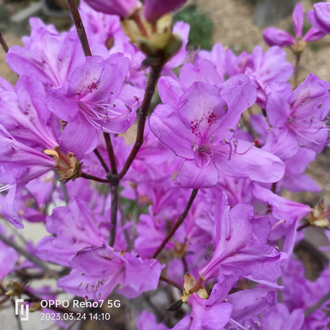 岳西县映山红花卉春季客厅庭院大盆栽红色粉色花杜鹃花苗好养活