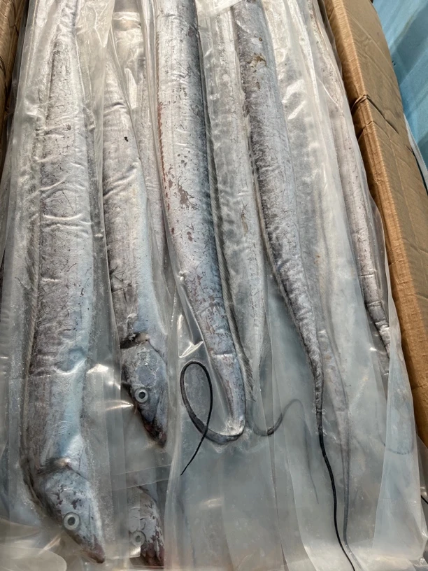 （渤海湾刀鱼）（4斤装5条）（4.2斤到4.4斤之间）冷冻发货