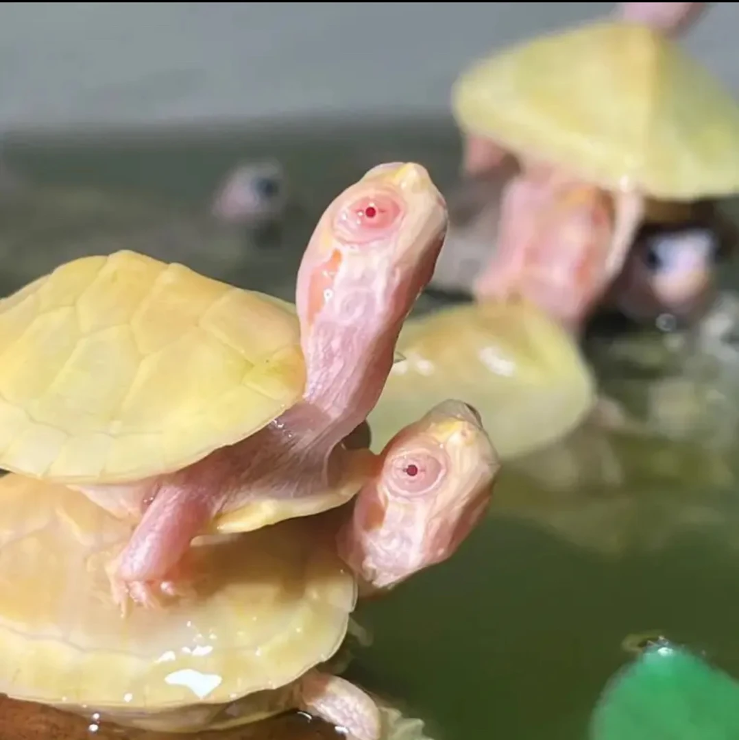 变异白巴西龟苗子