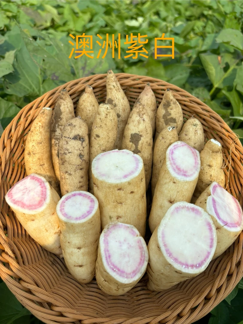 随州新鲜红薯澳洲紫白蜜薯白皮紫白心粉糯香甜地瓜红薯5斤包邮