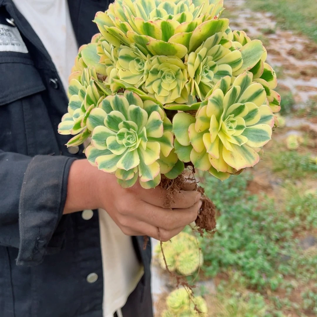 小迈巴赫地栽多肉法师