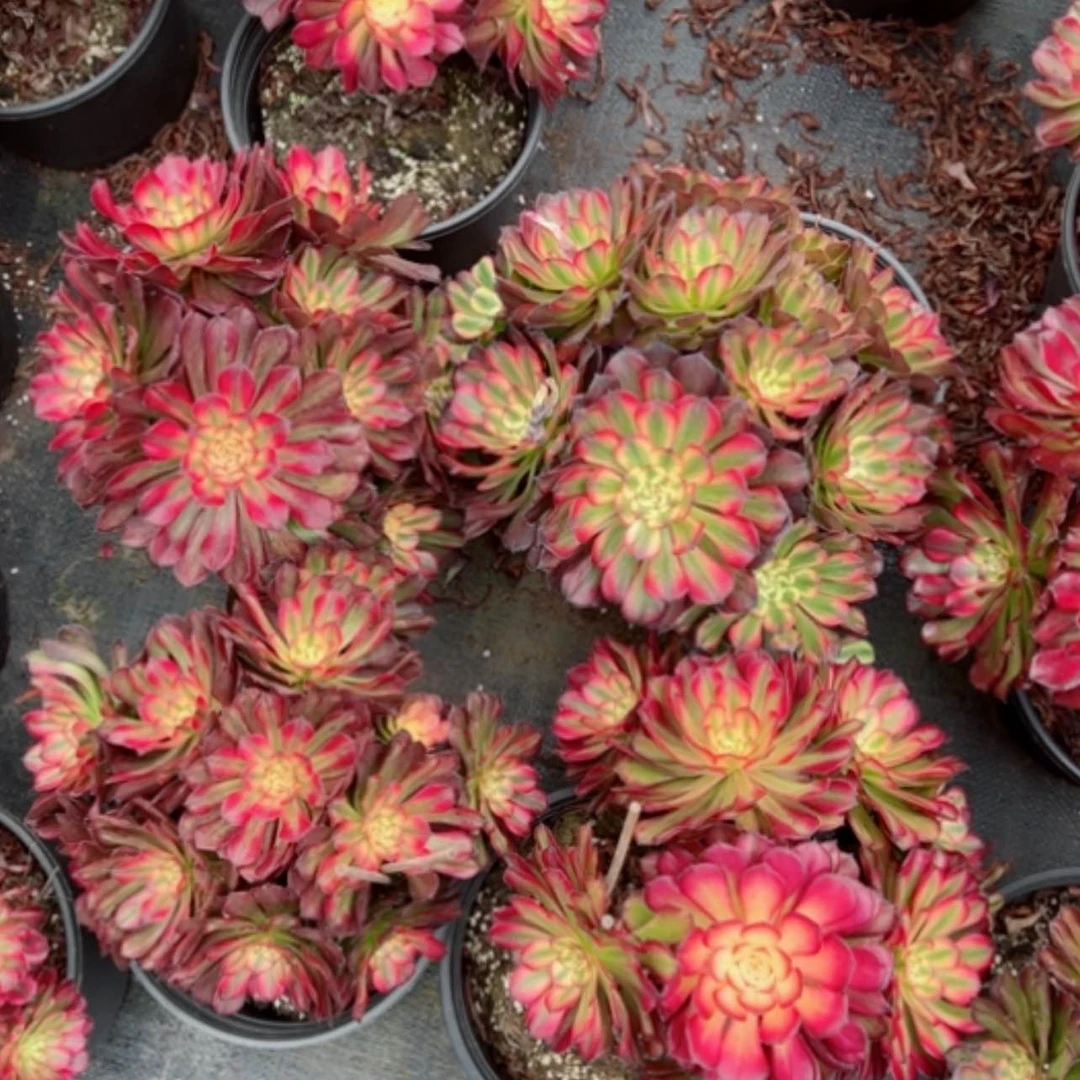 【闪购商品】二加伦月蝉h