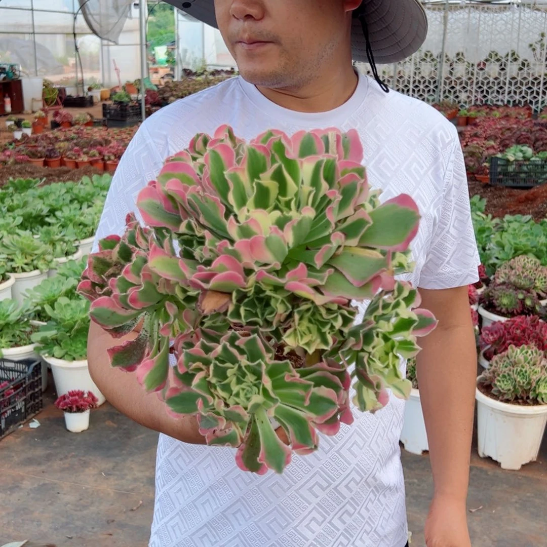 白凤多肉法师多肉