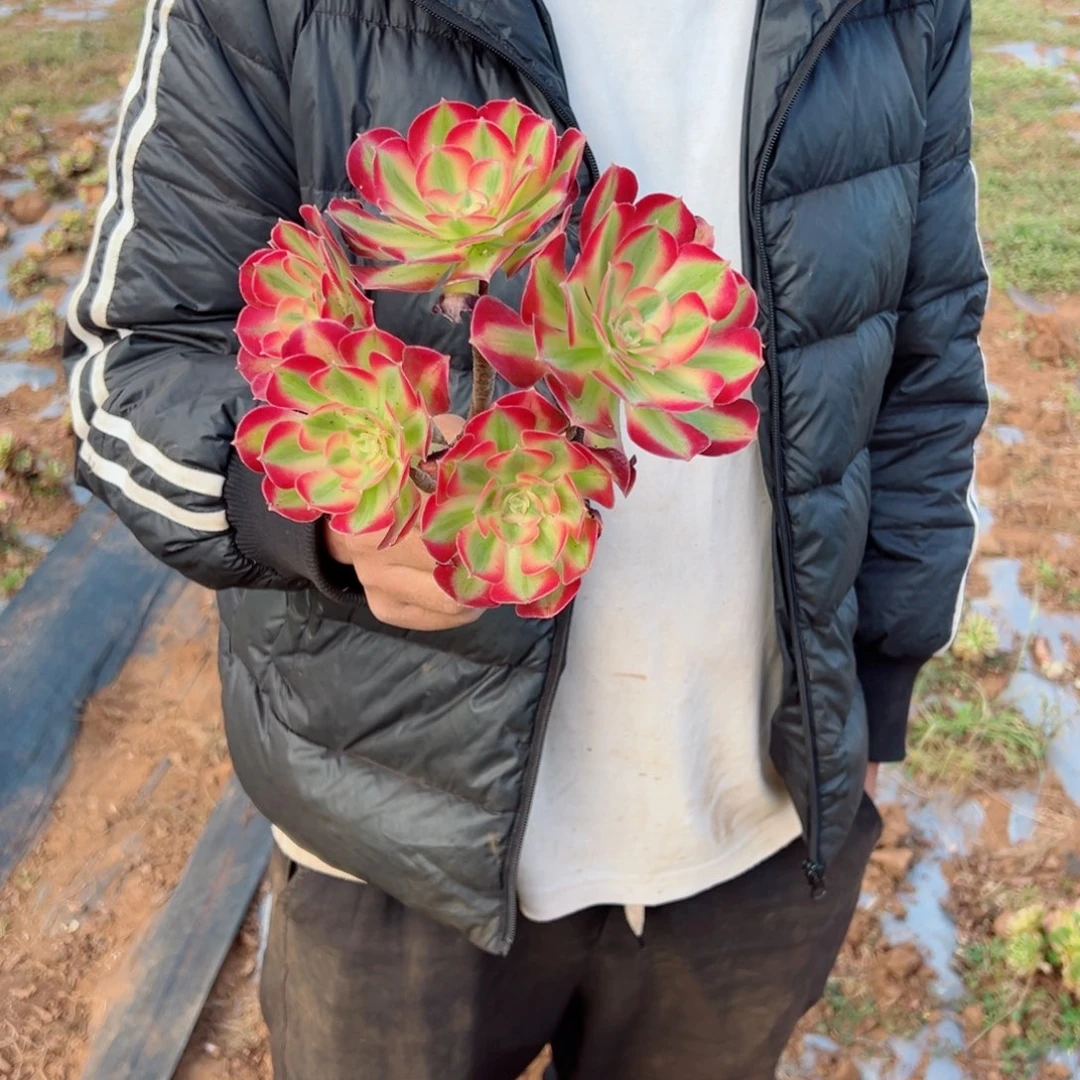 小七彩石露养多肉法师