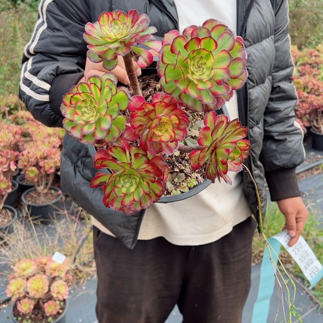 美亚量拍多肉法师