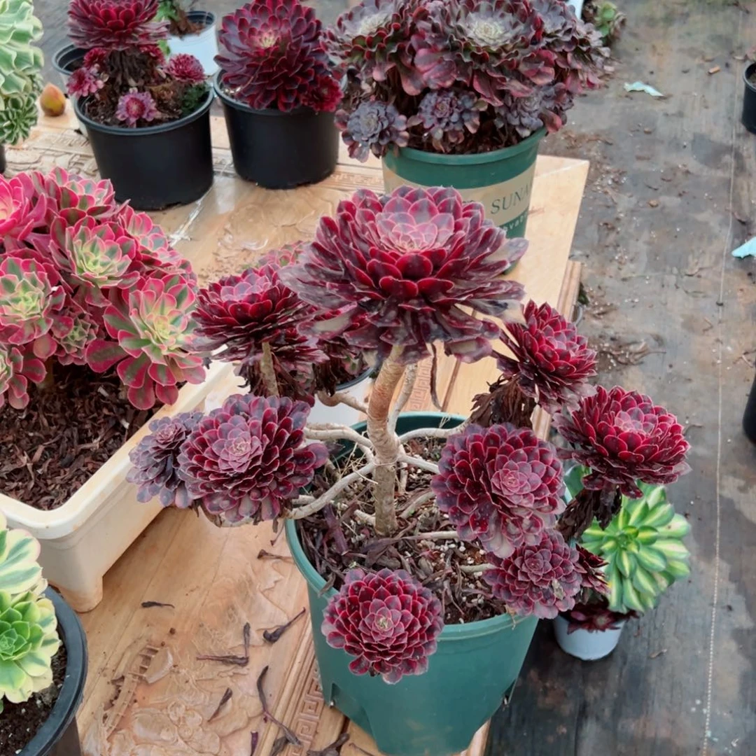 乐*.黑铜超白多肉法师