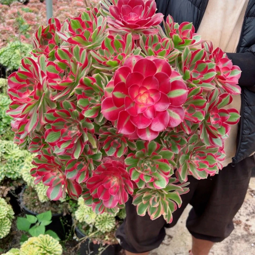 品**生最大女郎多肉法师