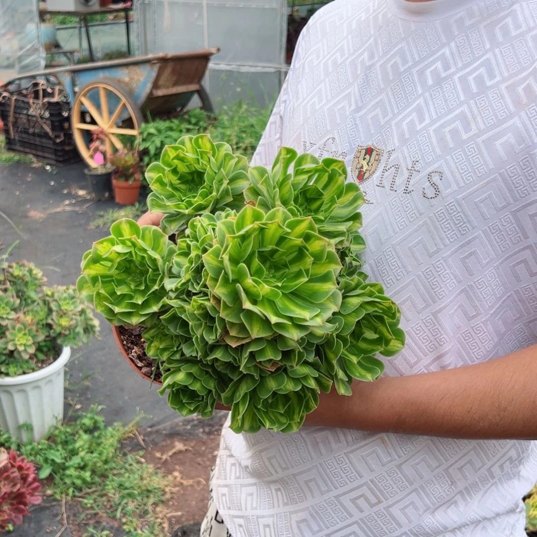 翡翠琉璃二加仑多肉法师