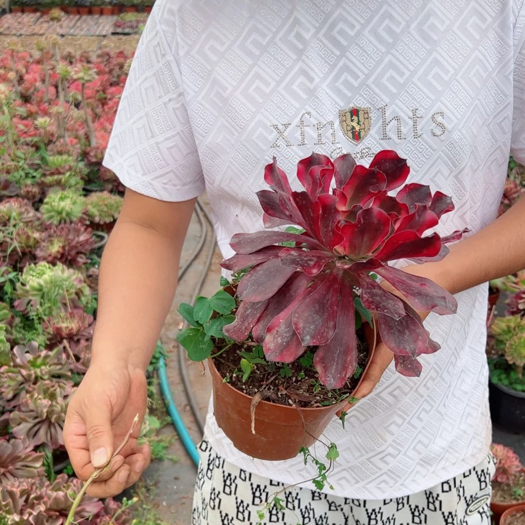 巫毒锦多肉法师多肉法师