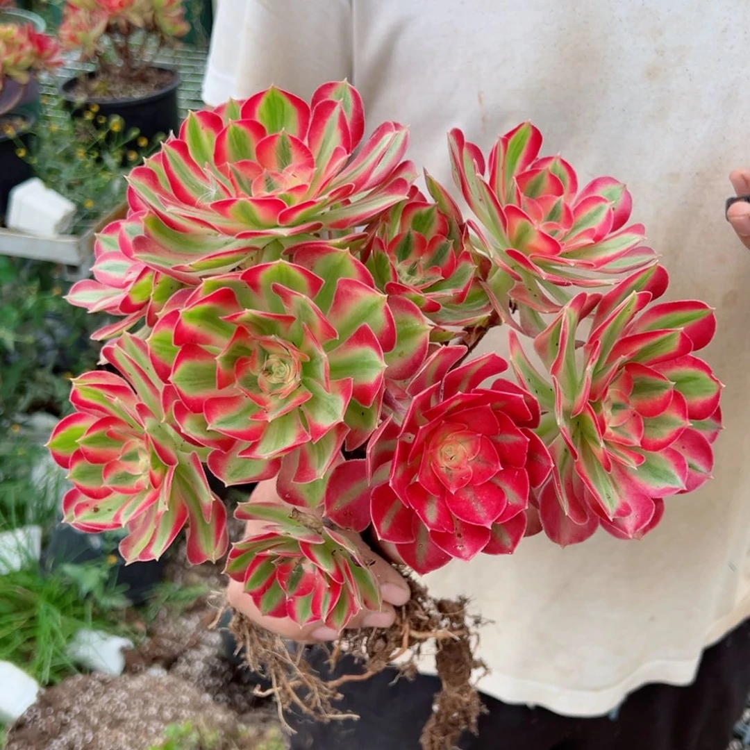 七彩石露养多肉法师