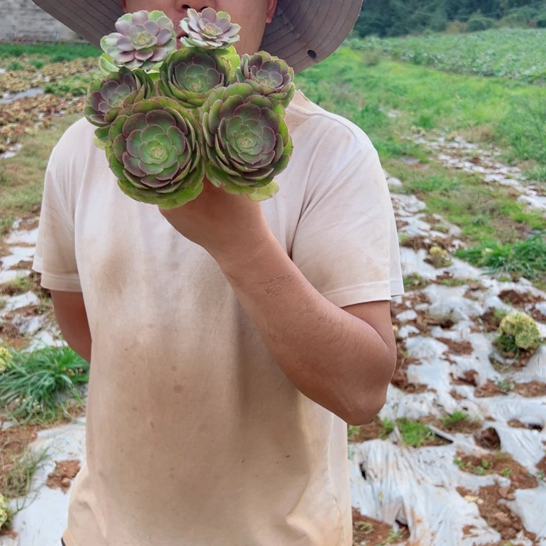 掐心万圣节多肉法师