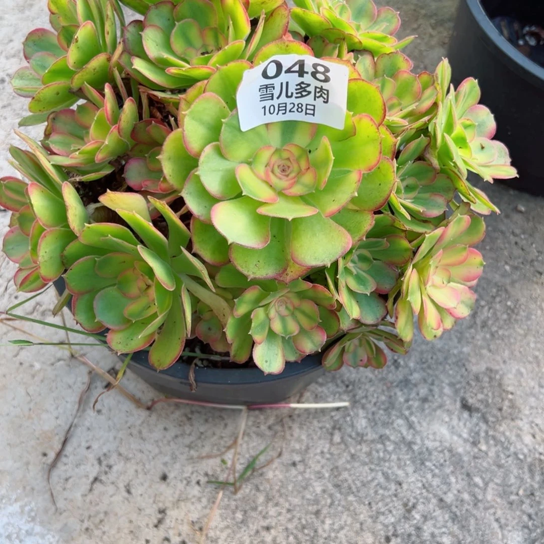 雅甸那048多肉法师