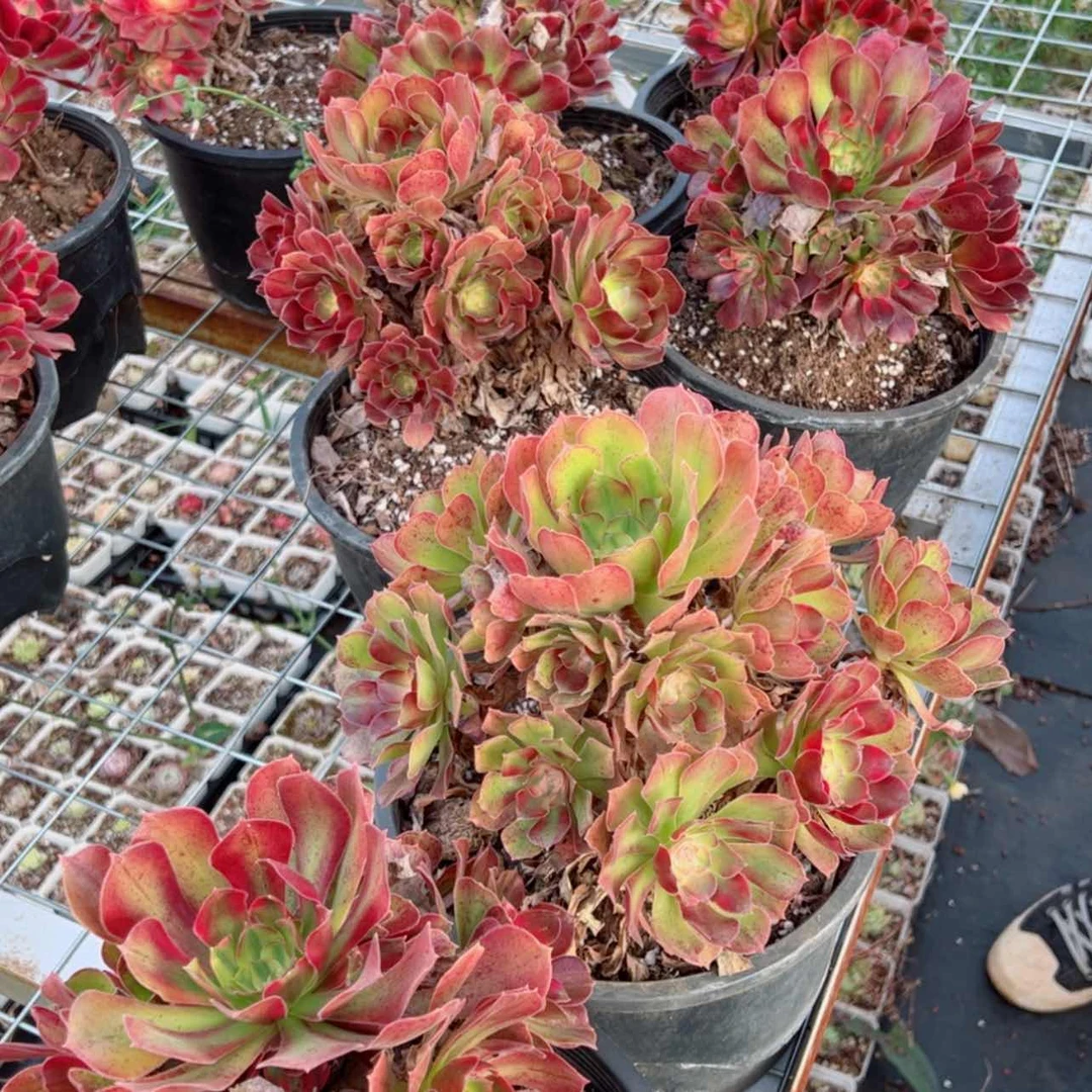 【闪购商品】雅典娜露养