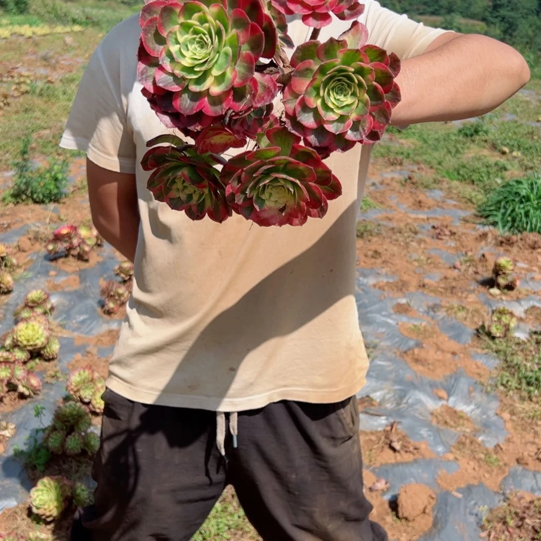 海王地栽多肉法师