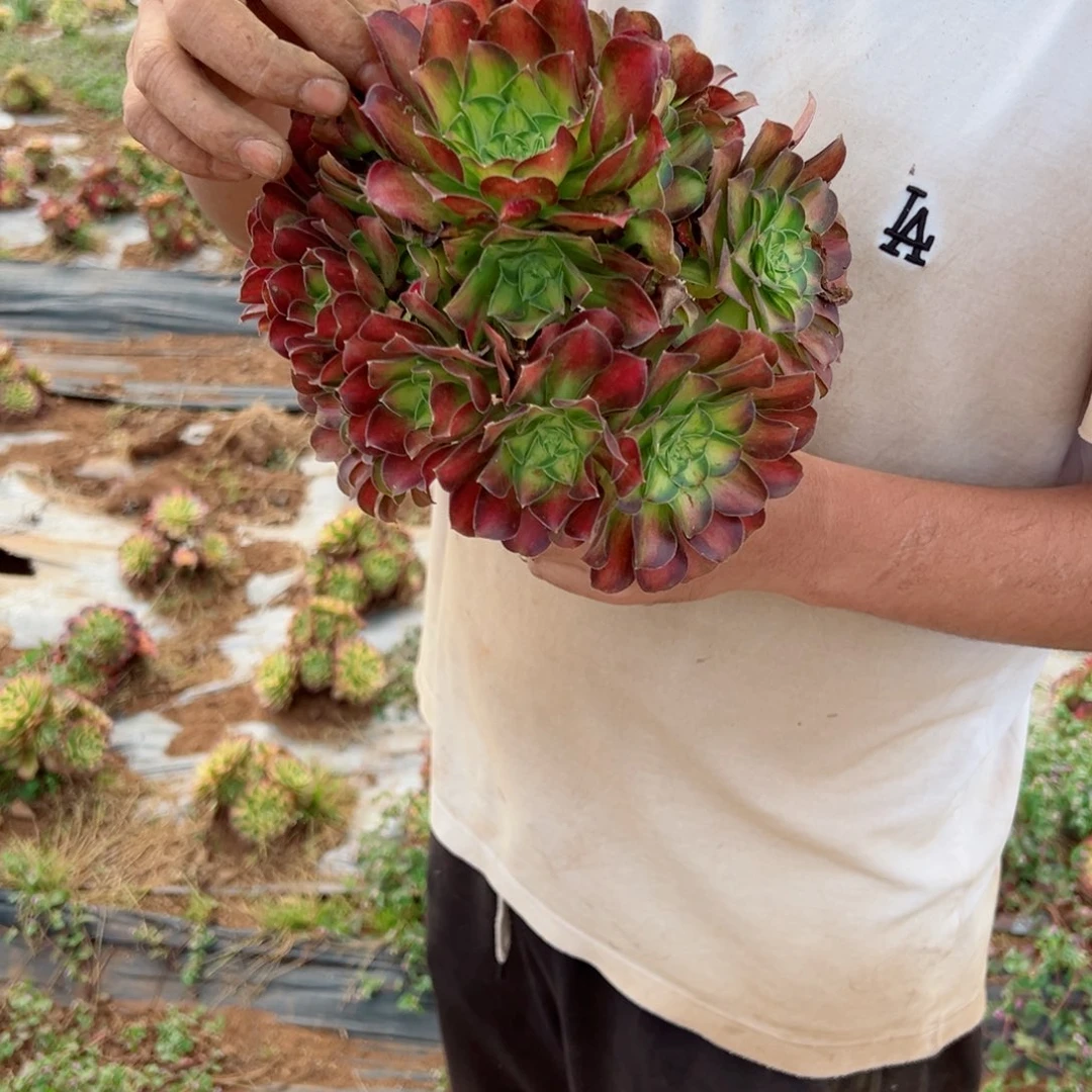 韶华地栽多肉法师