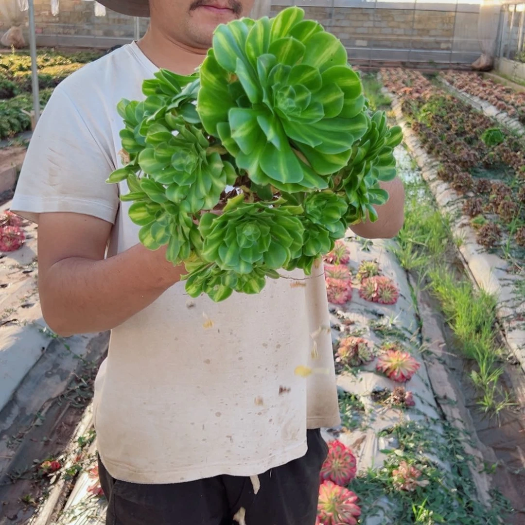 翡翠琉璃多肉法师