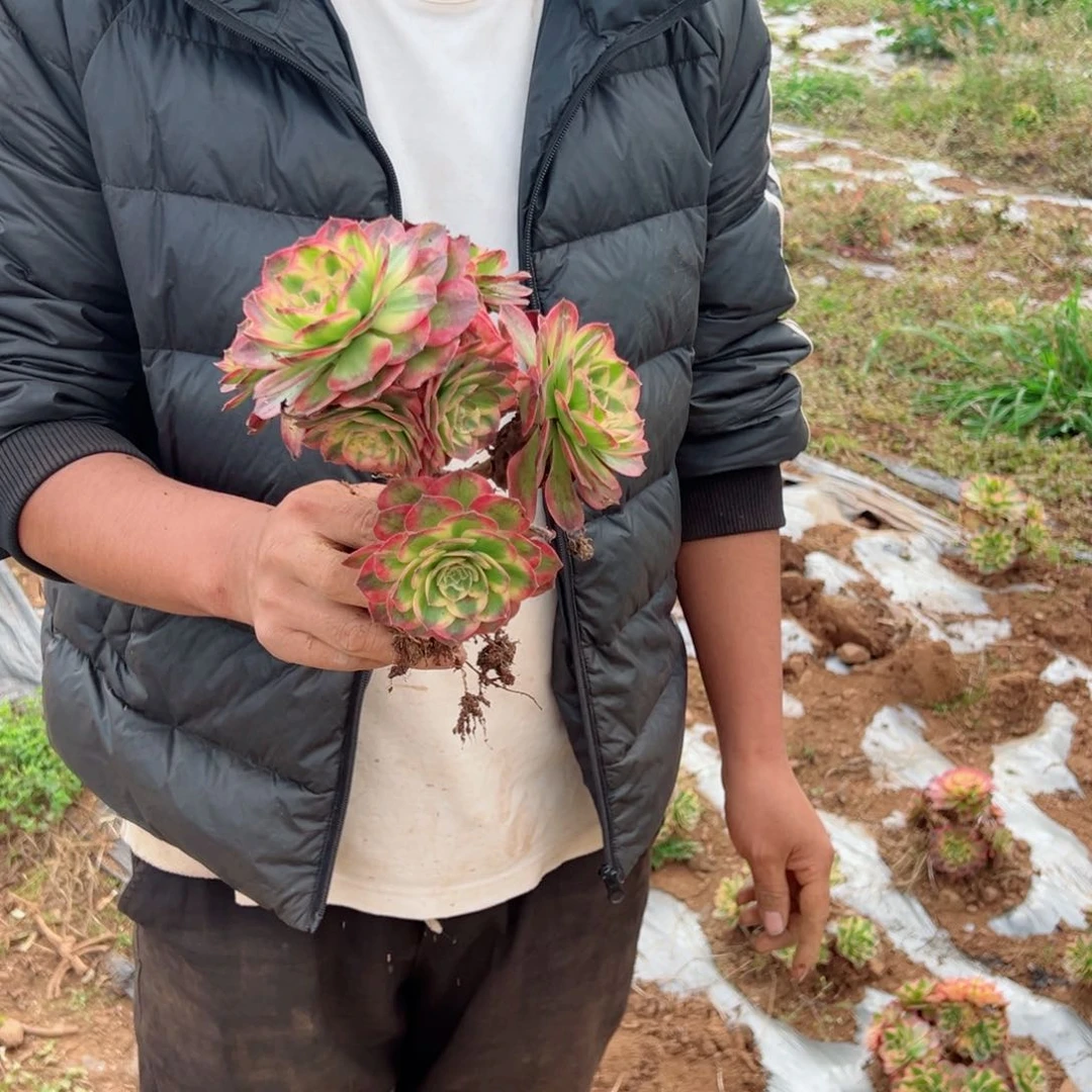 小海王地栽多肉法师