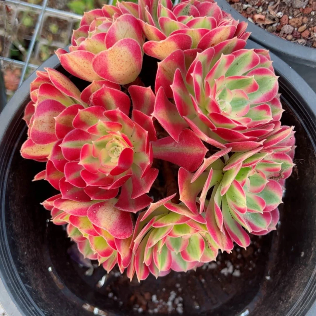 【闪购商品】粉女巫露养