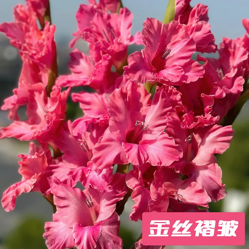5颗【金丝褶皱】唐菖蒲剑兰种球荷兰进口花卉室内庭院绿植盆栽种子
